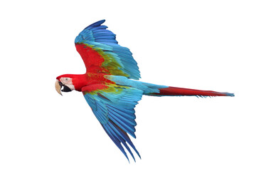 Colorful flying Green Wing Macaw parrot isolated on transparent background png file