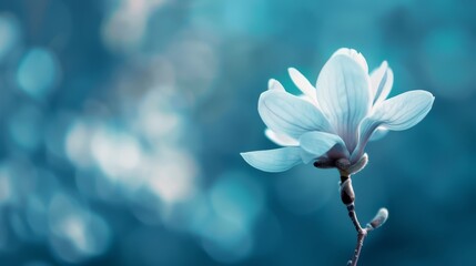 Obraz premium A tight shot of a blue blossom on a twig against a softly blurred backdrop of background light