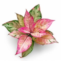 Fototapeta premium Beautiful pink Aglaonema plants isolated on white, top view. House decor