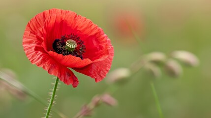 Fototapeta premium A red flower's detailed view in a grassy landscape, with a hazy backdrop of grass and flowers