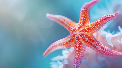  A starfish up-close atop a blue-white sea anemone, background softly blurred