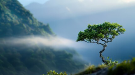 Obraz premium A tree sits atop a hill, framed by a foggy sky, with a distant mountain backdrop
