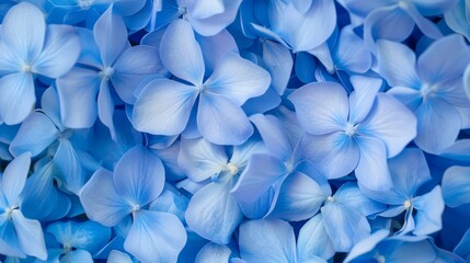  A cluster of blue flowers, surrounded by more clusters of blue flowers