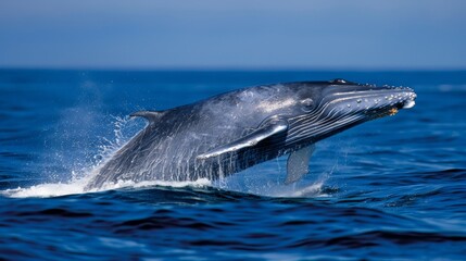 Naklejka premium A humpback whale leaps from the water with its mouth wide open