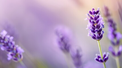 Fototapeta premium A tight shot of numerous flowers, foreground filled with blurred purple blooms, background similarly blurred with purple flowers