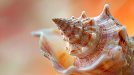 Obraz premium Close-up of a seashell against an orange and pink backdrop Blurred image of the shell overlays