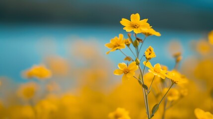  A field of yellow flowers borders a body of water, framed by a blue sky