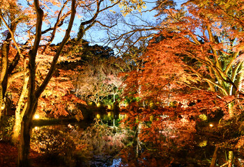 京都の紅葉 京都府立植物園の紅葉ライトアップ