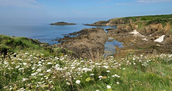 Visnaga daucoides flowers. Hiking trail between Le pouldu and Doelan, Finistere department, Brittany in France