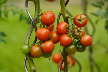 Ripe, fresh tomatoes in the garden, family Solanaceae. Hanover, Germany.