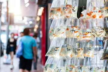 Goldfishes inside plastic bags for sale in Hong Kong