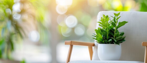  A potted plant atop a white chair Nearby, a green plant sits on a wooden chair