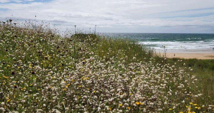 Plants flowering on the dunes, Bellangenet beach, Le Pouldu, Brittany, France