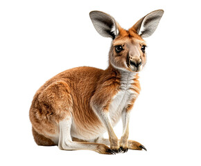 Close-up of a cute kangaroo sitting isolated on a white background. Perfect for wildlife and animal themes. sideview PNG.