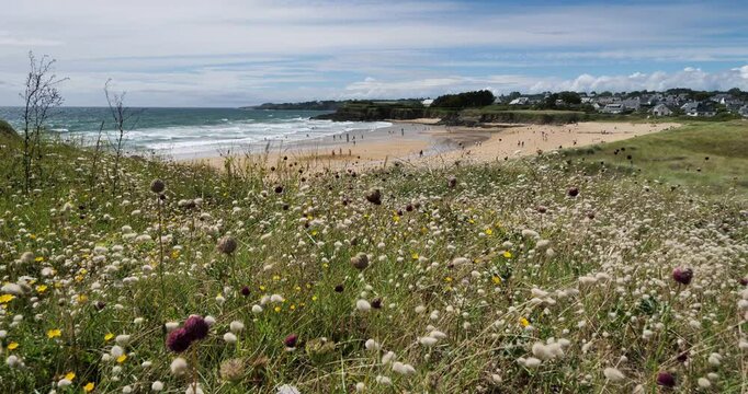 Plants flowering on the dunes, Bellangenet beach, Le Pouldu, Brittany, France