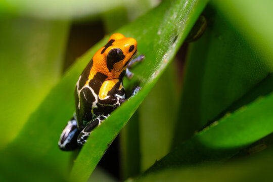 Fantastic frog, Ranitomeya fantastica, a species in the family Dendrobatidae. 