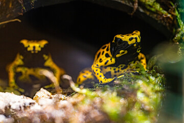 The yellow-banded poison dart frog, Dendrobates leucomelas, bumblebee frog