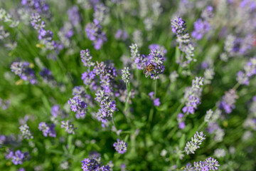 Insect bee on lavender flower.
