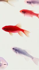 Fototapeta premium A group of colorful small fish swimming in the water with a simple background suitable for a mobile wallpaper in a minimalist style The image has white space at the top and bottom with a light gray 