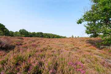Heather land of Laris qui parle in Fontainebleau forest
