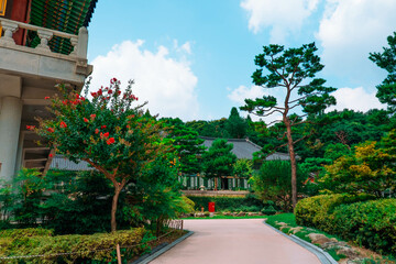 Fototapeta premium Crape Myrtle Flowers in Full Bloom at the Temple: A Serene Nature Scene