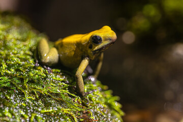 The world's most poisonous frog, Phyllobates terribilis, the golden dart frog