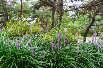 Vibrant Lily Turf Flowers in Bloom: A Beautiful Nature Scene