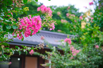 Crape Myrtle Flowers in Full Bloom at the Temple: A Serene Nature Scene