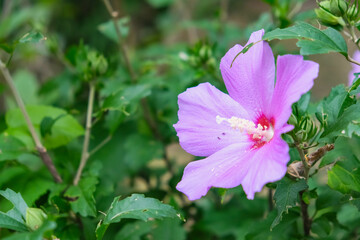 Obraz premium Beautiful Hibiscus Flowers in Full Bloom: A Serene Nature Scene
