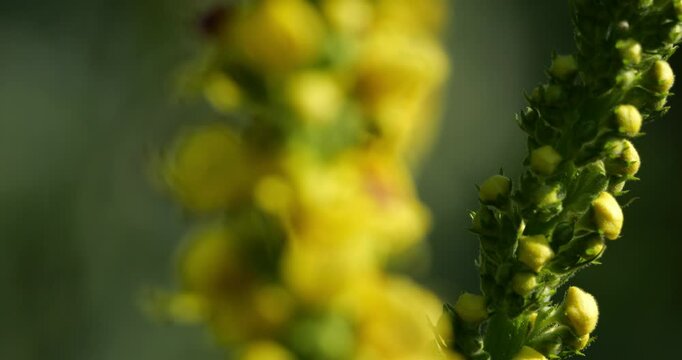 Verbascum nigrum also knowed as black mullein or  dark mullein