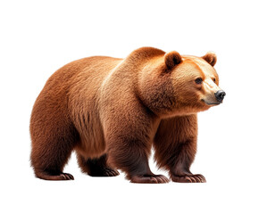 Obraz premium Majestic brown bear standing on all fours, isolated on a white background, showcasing its powerful build and thick fur.