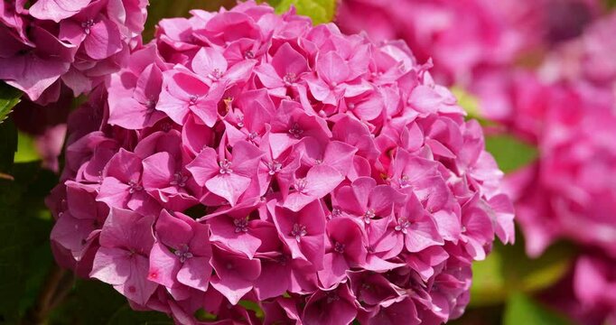 Close up on a Hydrangea, Brittany, France