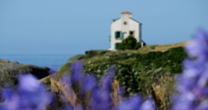 common agapanthus. Le Pouldu, Finistere department, Brittany in France