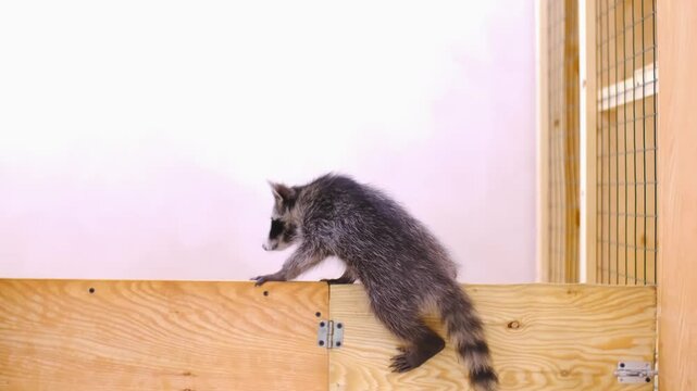 Raccoons living at home play in the room. Tamed young raccoons play with each other and climb around the enclosure. Slow motion video.