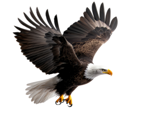 Majestic bald eagle with wings spread in mid-flight, symbolizing freedom and strength against a clear backdrop.