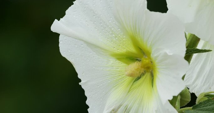Close up on a Alcea rosea or common hollyhock, Brittany, France