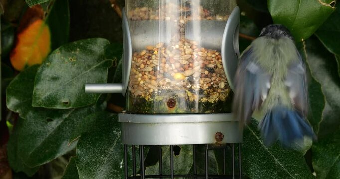Eurasian blue tit, eating on a bird feeder, France
