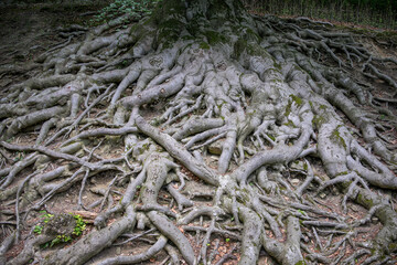 Protruding beech roots outdoors in nature.
