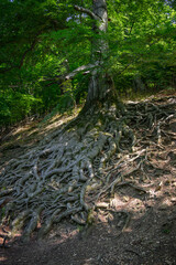 Protruding beech roots outdoors in nature.
