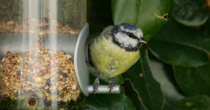 Eurasian blue tit, eating on a birdfeeder, France