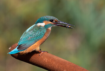 Common kingfisher, Alcedo atthis. A bird sits on a cattail, holding a Notonecta glauca in its beak