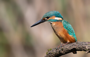 Common kingfisher, Alcedo atthis. A bird sits on a branch above the river, waiting for a fish