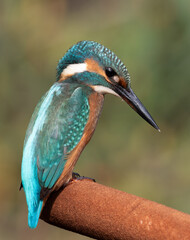 Common kingfisher. A bird sits on a cattail above the river, looking carefully into the water