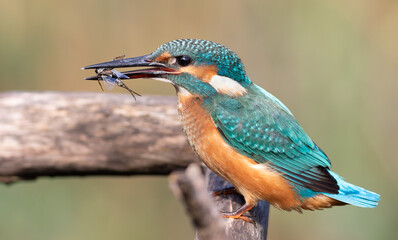 Common kingfisher, Alcedo atthis. A bird sits on a branch, holding a Notonecta glauca in its beak