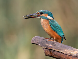 Common kingfisher, Alcedo atthis. A bird sits on a branch, holding a Notonecta glauca in its beak