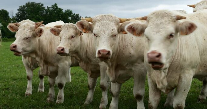 Charolais cattle. The Charolais is the second-most numerous cattle breed in France.