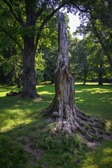 A broken tree trunk with exposed roots.
