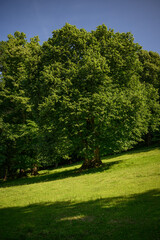 A large linden tree outside on a hillside.
