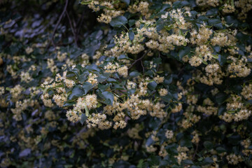 Close-up of a linden flower on a tree.