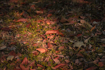 Autumn leaves that have fallen to the ground